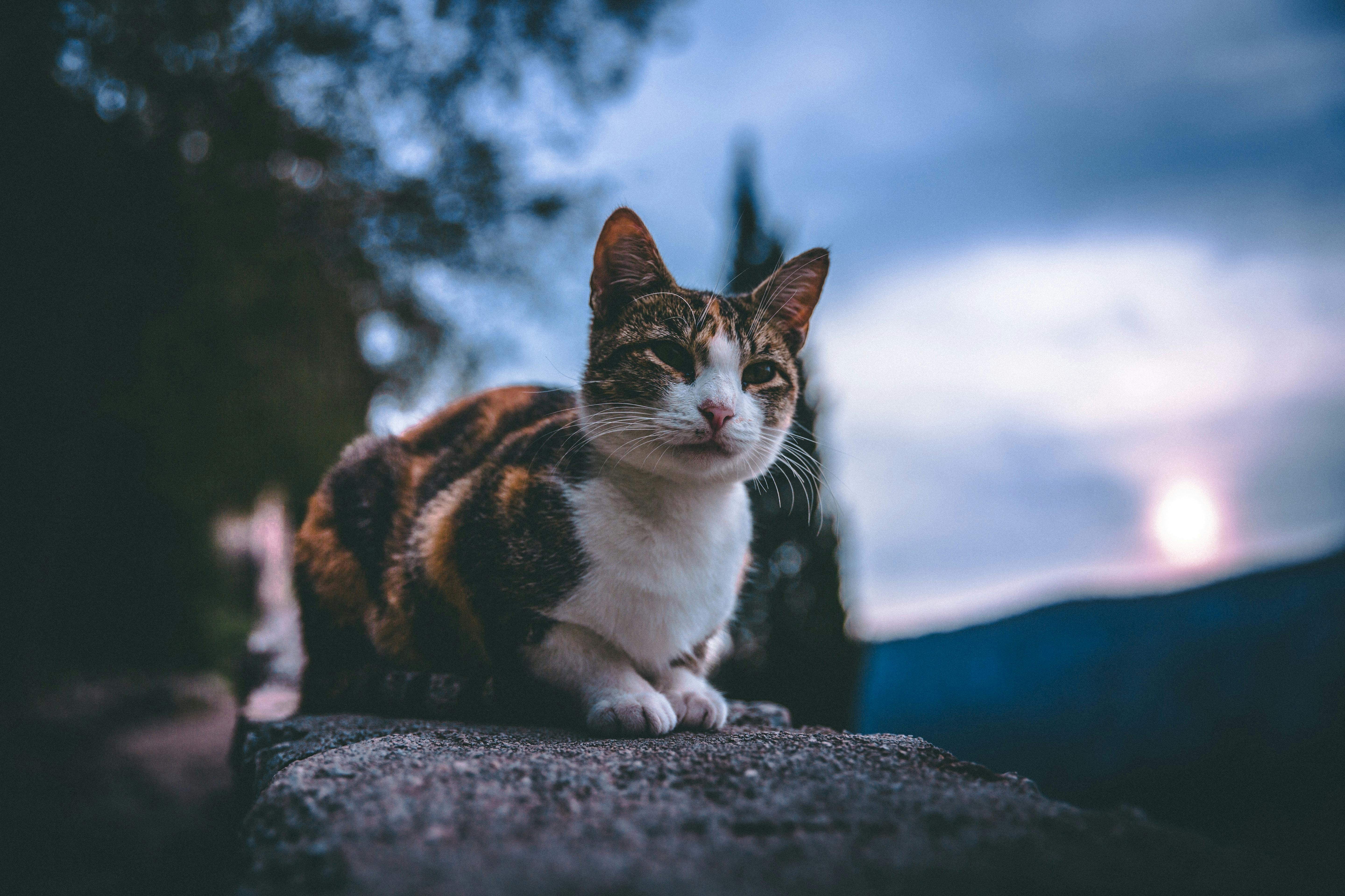 house cats nocturnal