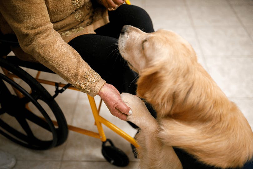 can a dog lay down in a wheelchair