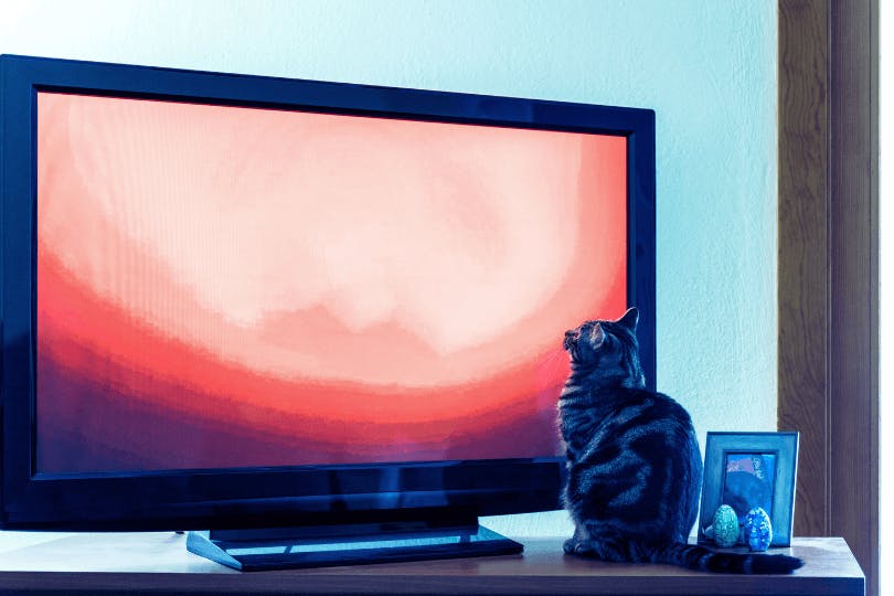 Can Cats Understand TV?