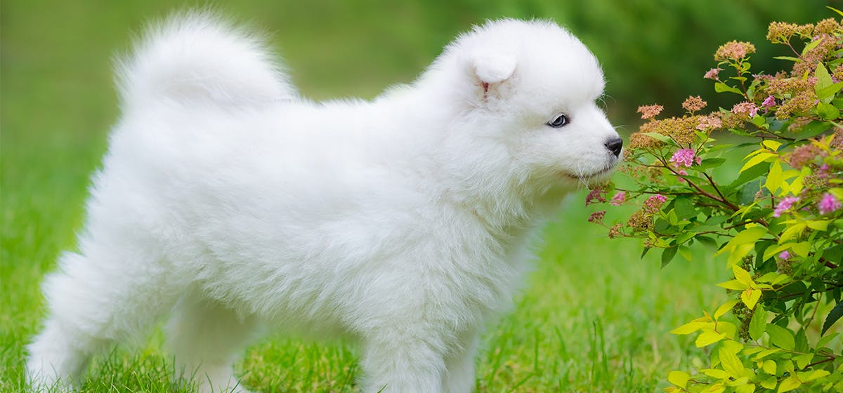 can-dogs-smell-through-aluminum-foil