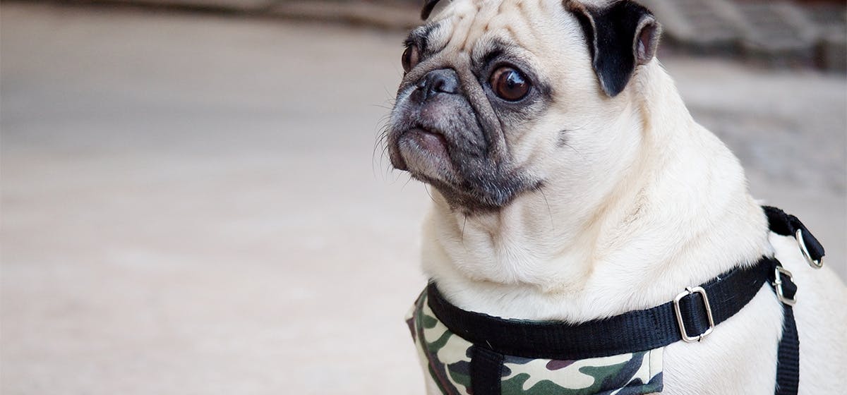 History of Can Dogs Live on Military Bases?