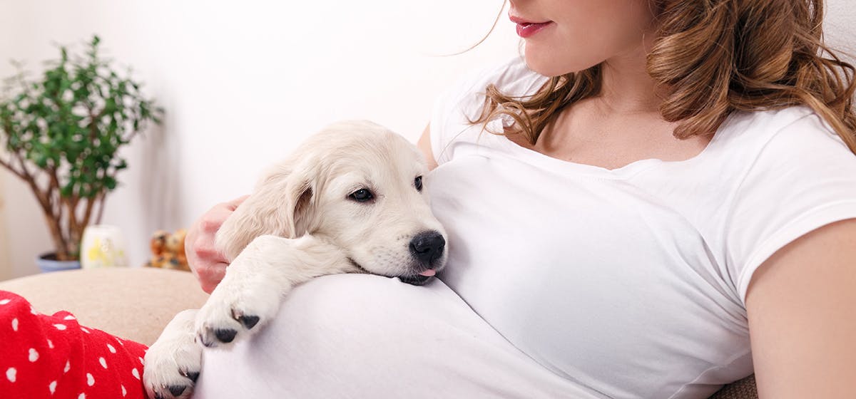 can your dog sense you are pregnant