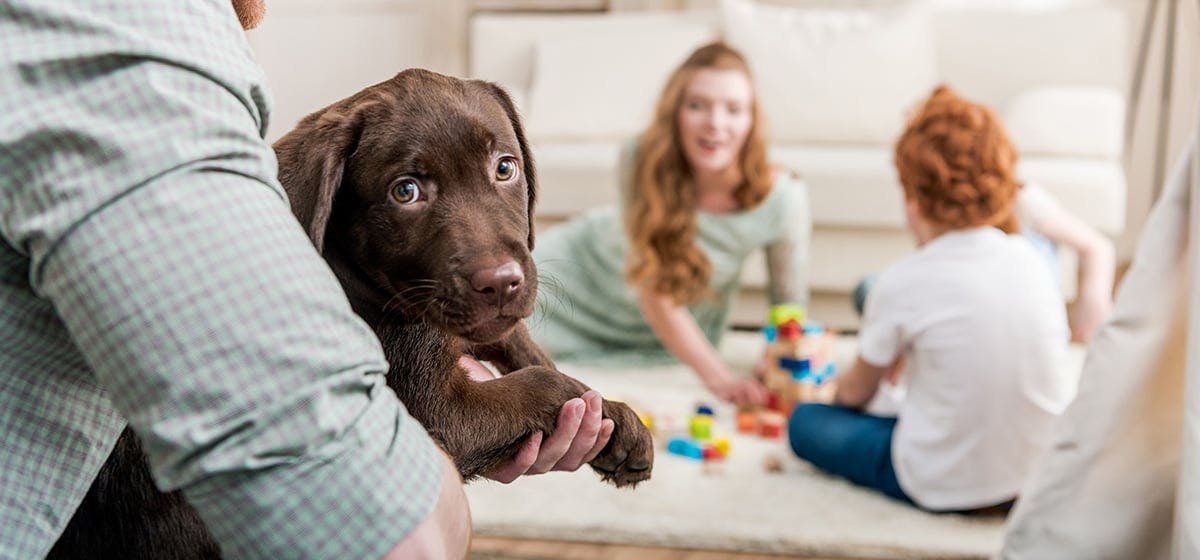 which family does dog belong to