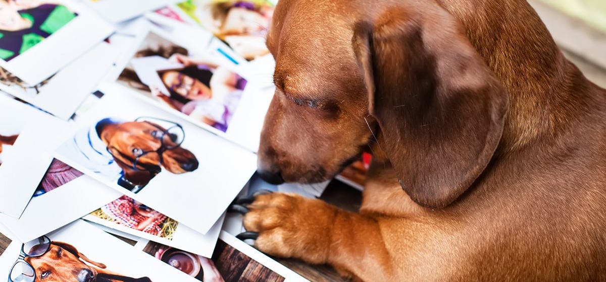 can-dogs-recognize-their-owners-in-pictures