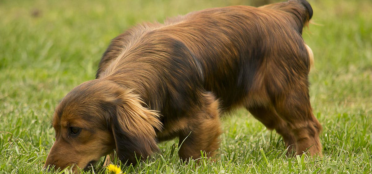 can dogs poop on command