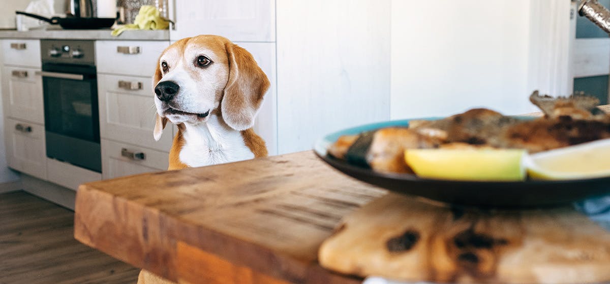 Does dog food shop taste good to humans