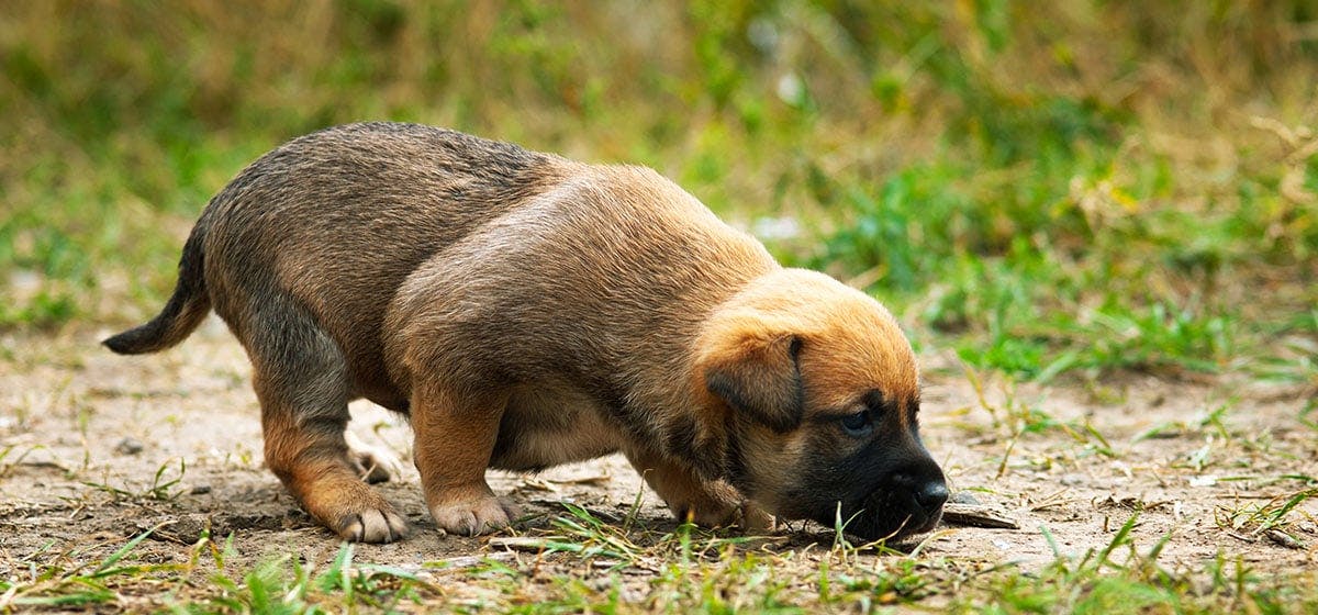 can-dogs-taste-poop