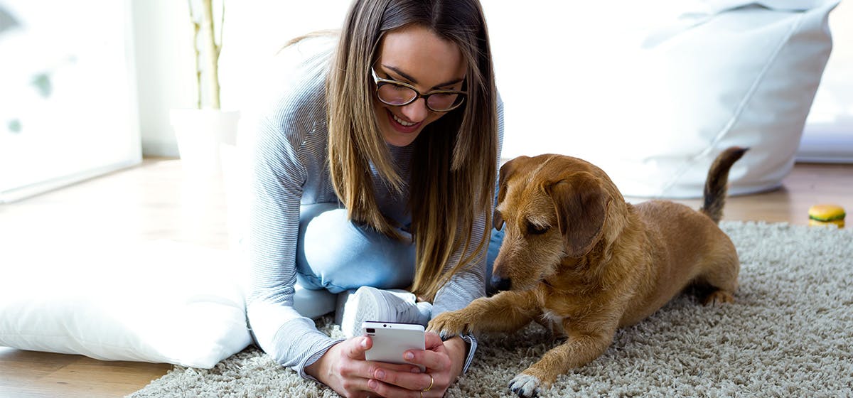 Can Dogs Recognize Voice Over The Phone? - Wag!