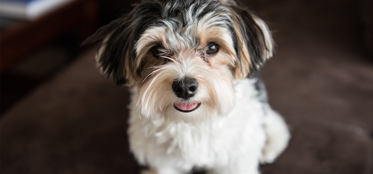 can-dogs-feel-hair-in-their-eyes