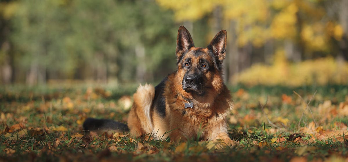 Can German Shepherd Dogs Smell Marijuana? - Wag!