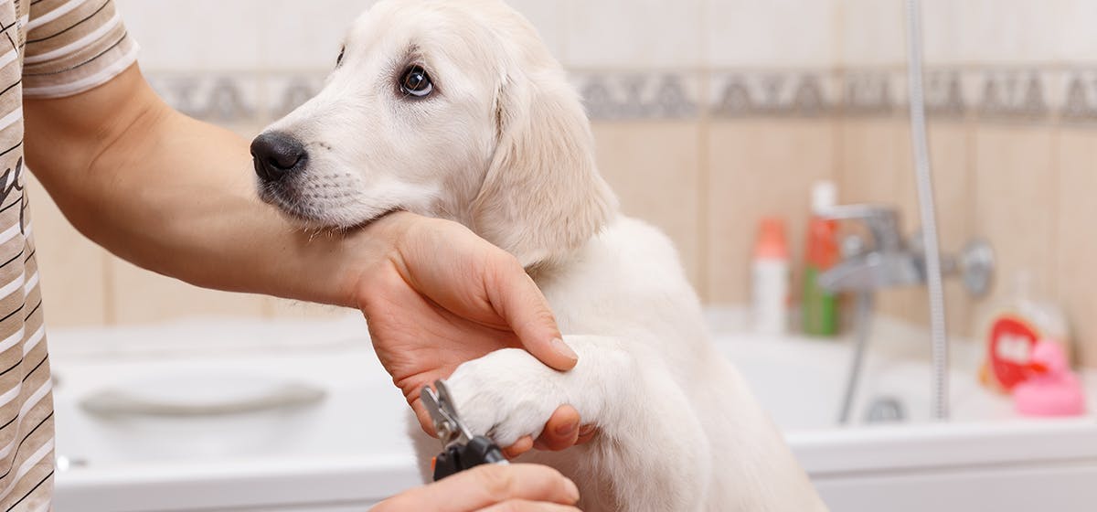 dog nail clipping cost