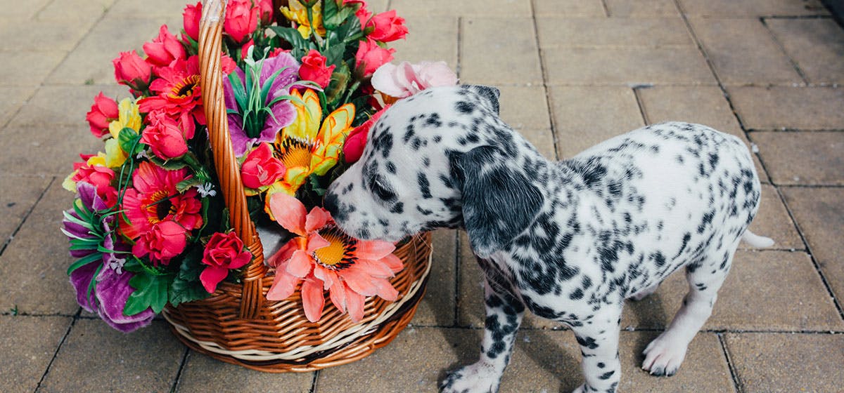 Can Dogs Sniff Steroids