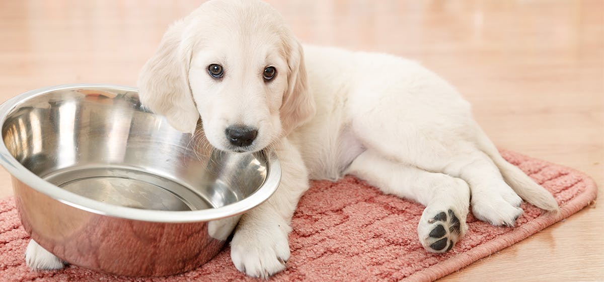 are baked beans good for dogs