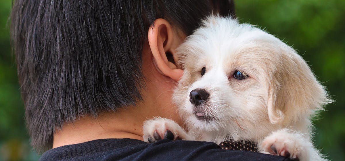 why does petting a dog feel good