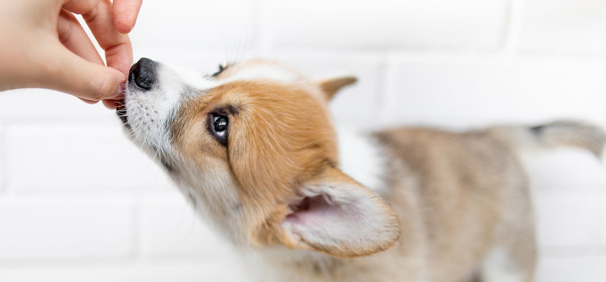 can-dogs-smell-pot-brownies