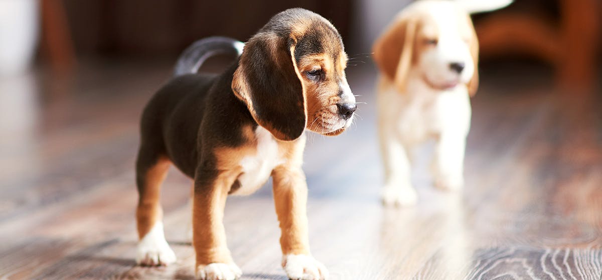 can-dogs-hear-ultrasonic-cleaners