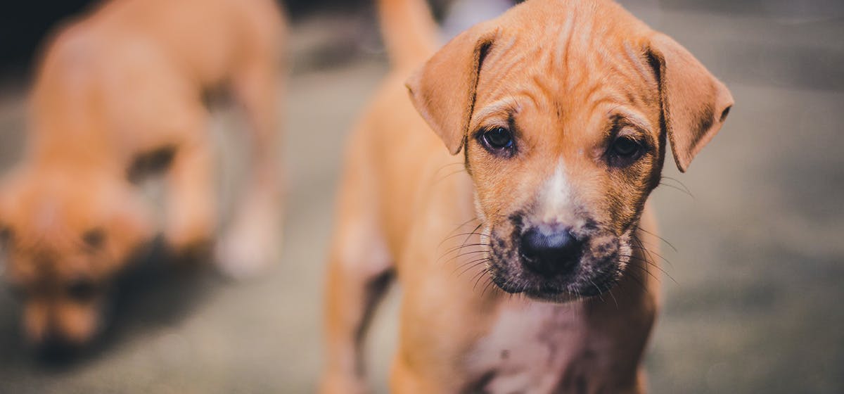 Can Dogs Feel Their Whiskers Wag