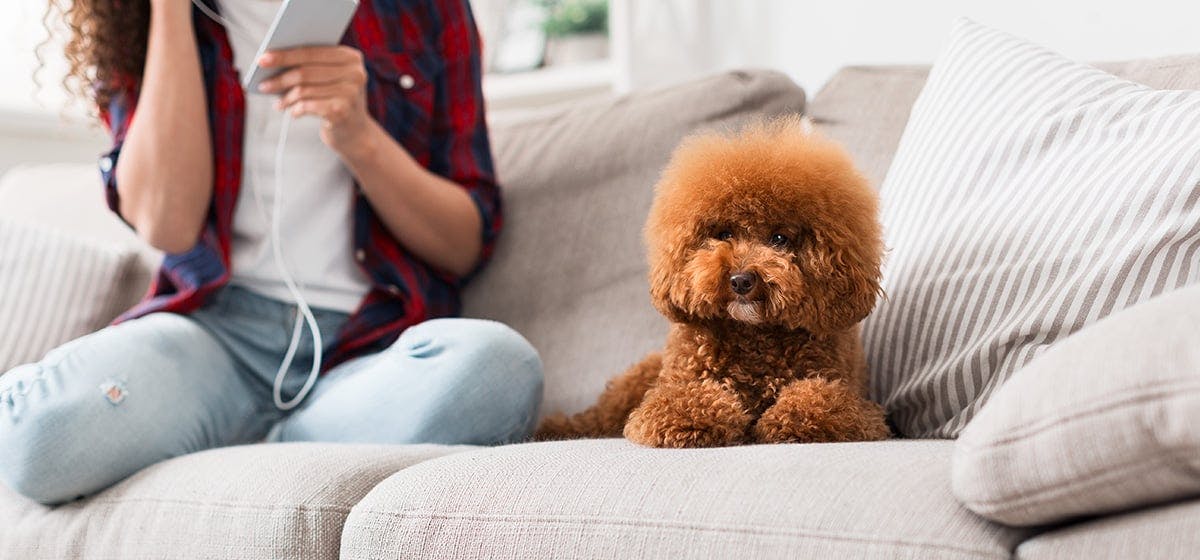 can-dogs-hear-music-from-speakers