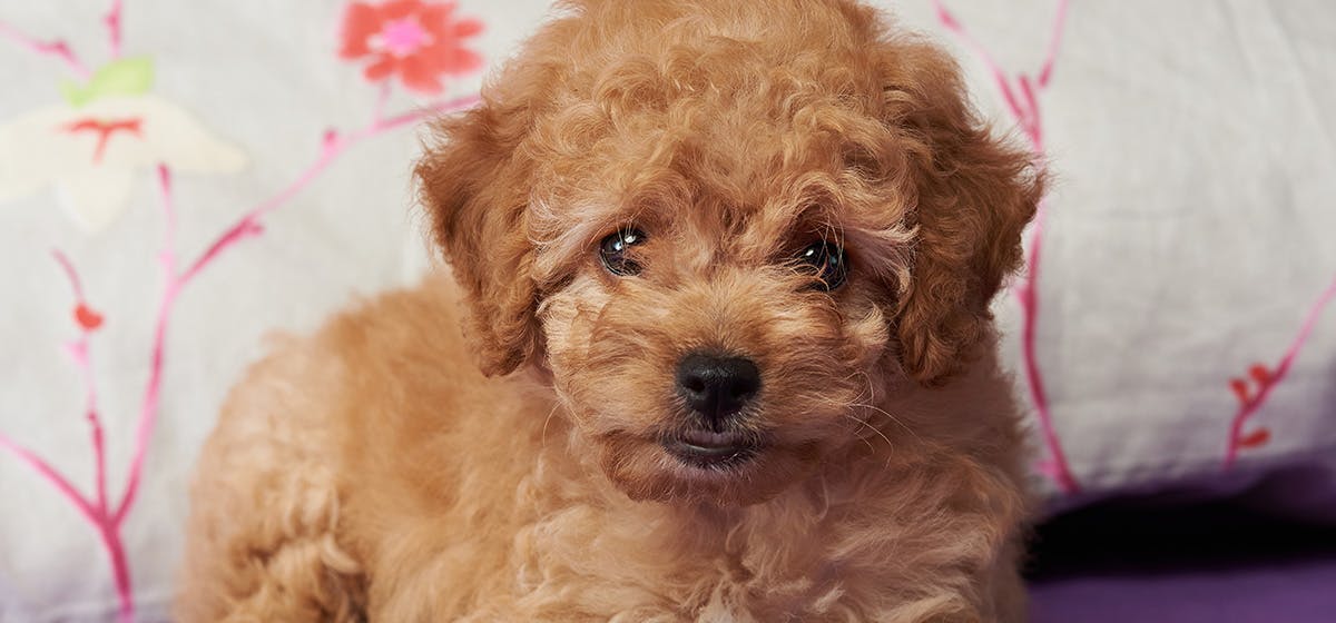 is a humidifier good for dogs