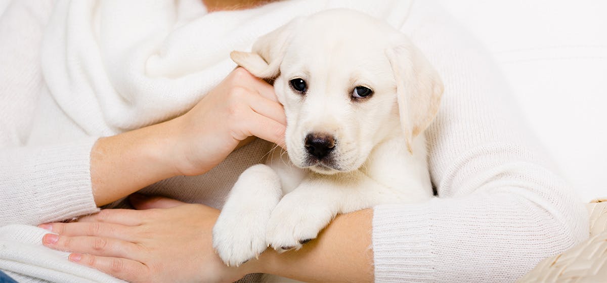 can-dogs-smell-food-in-your-stomach