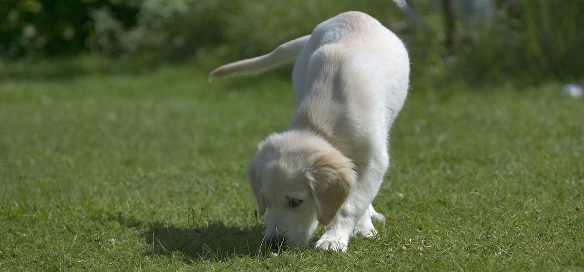 Can Dogs Smell Concentrates Wag