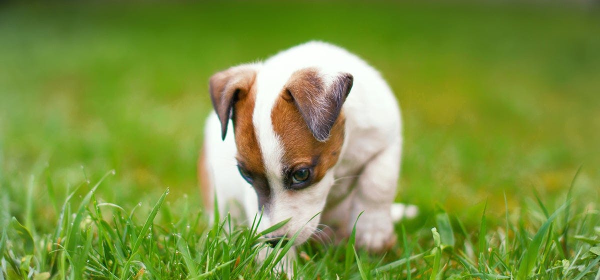 how do you mask a dogs smell