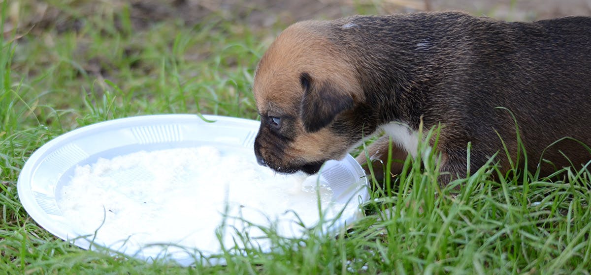 can-dogs-taste-soy-milk