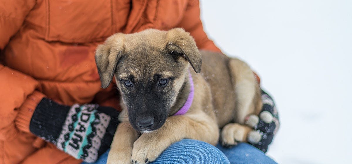 can-dogs-feel-their-owners-emotions