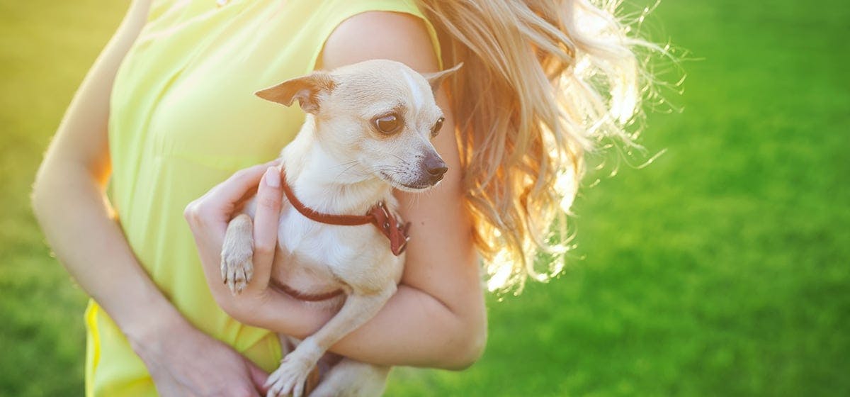 can dogs tell when you cry