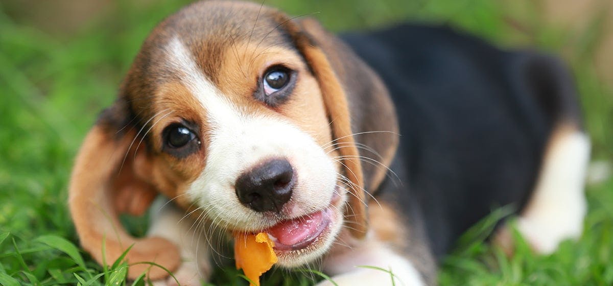 can dogs eat aloe vera plant