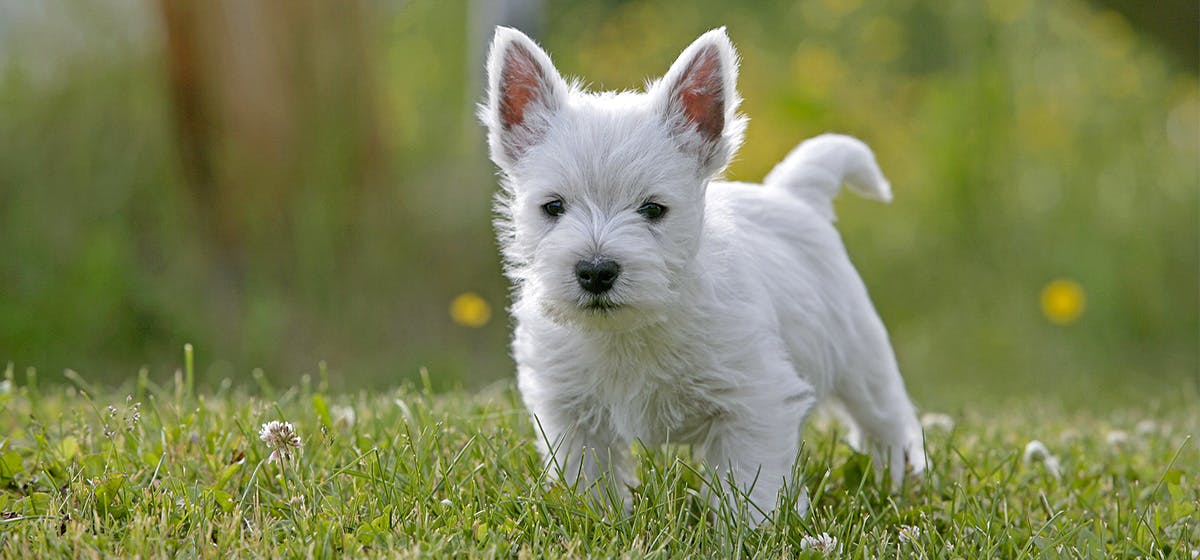 can-dogs-have-human-medicine
