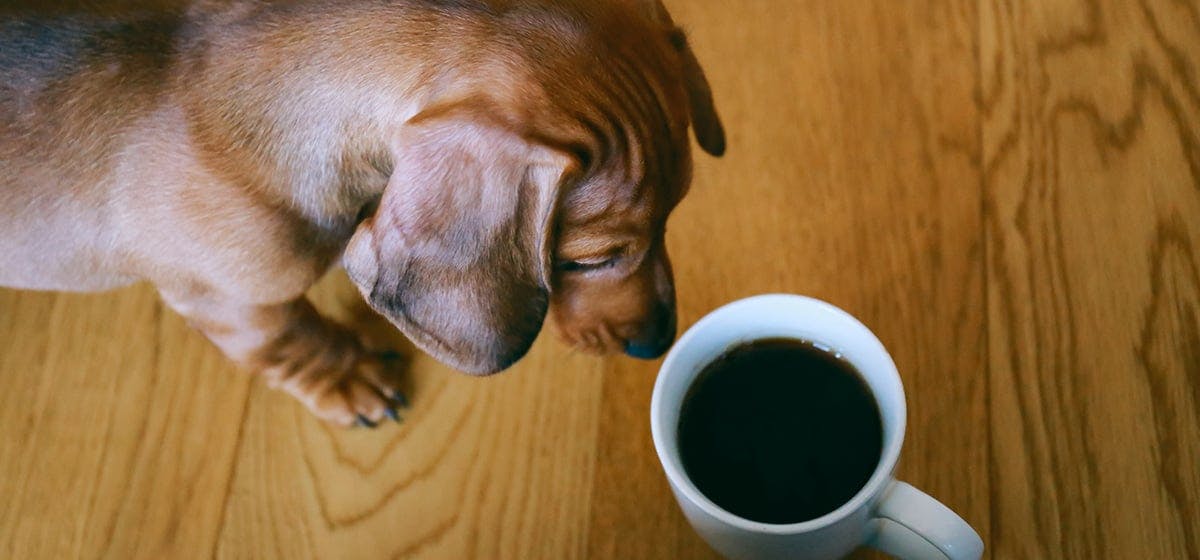 do dogs like coffee smell