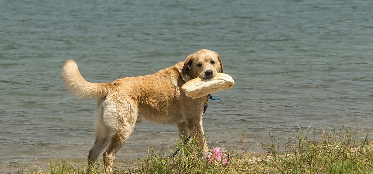 can-dogs-taste-bread