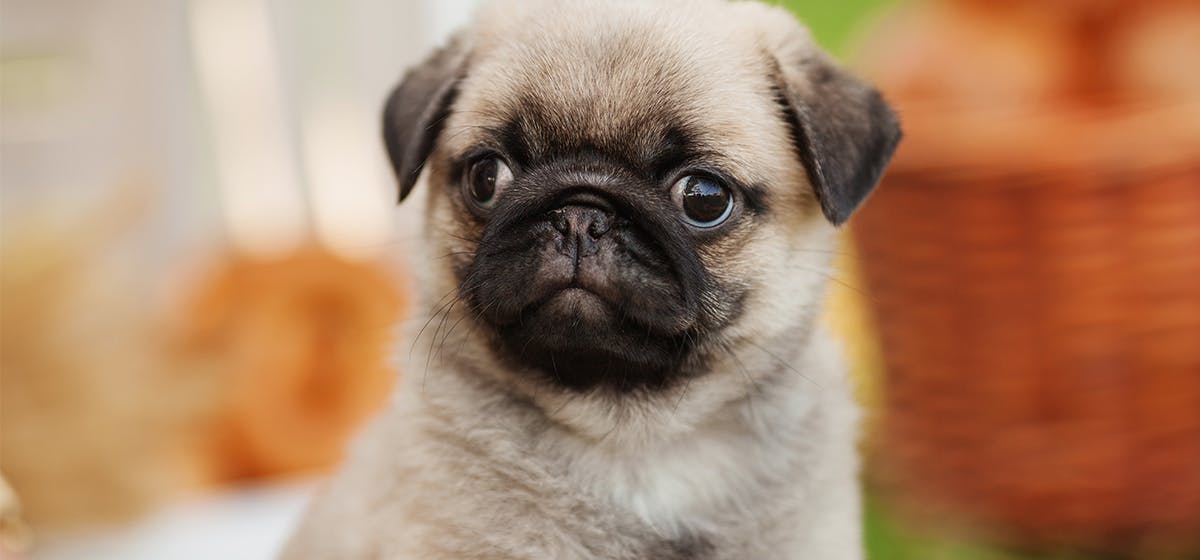 Can Dogs Taste Bread? - Wag!