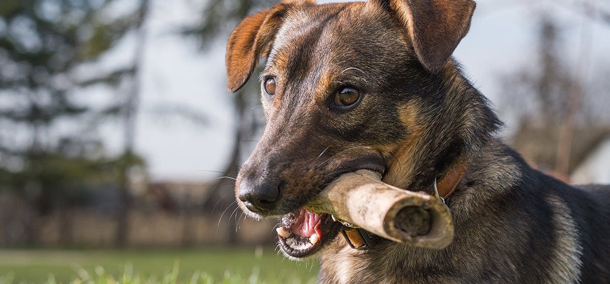 my dog ate cooked rib bones