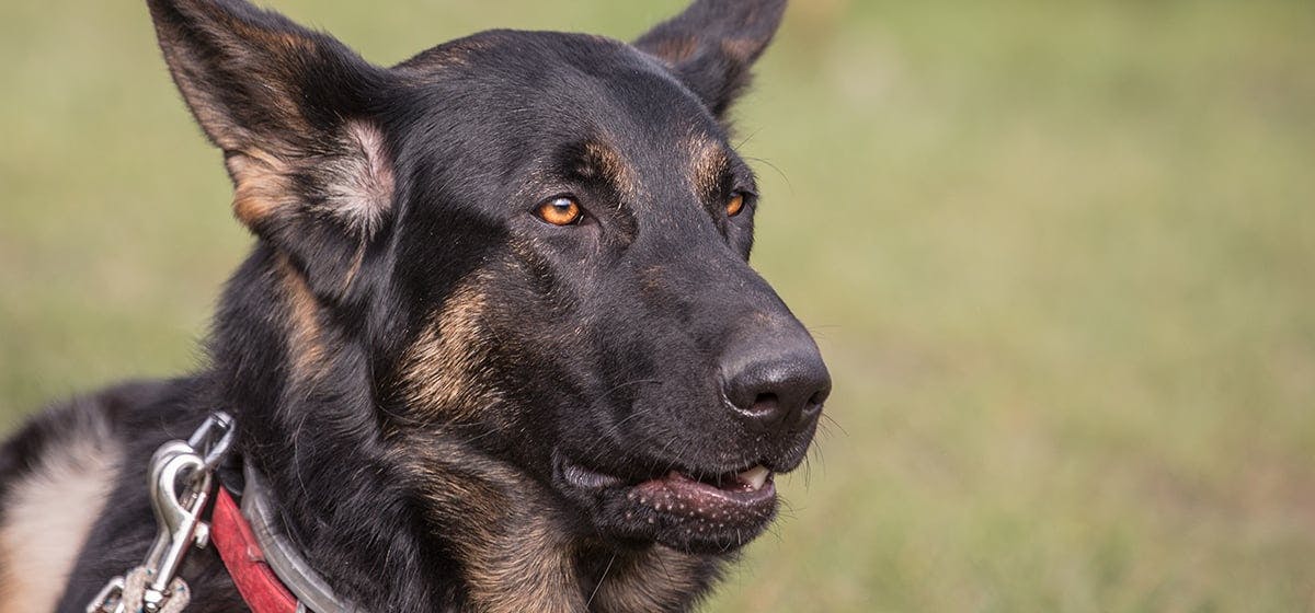 how old a body can a cadaver dog find