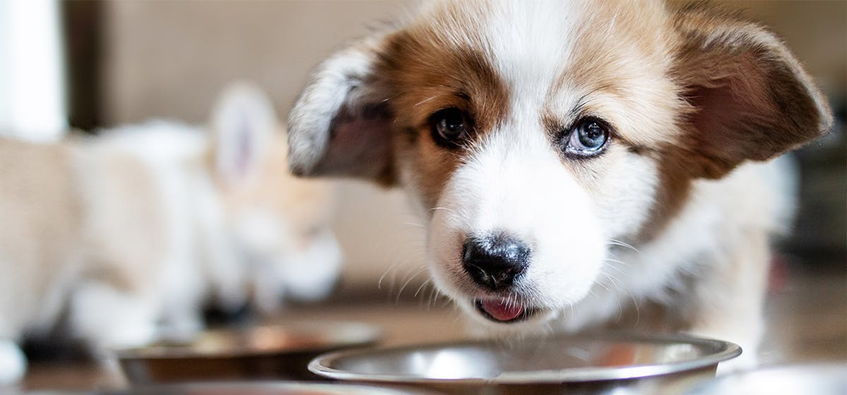 can-dogs-taste-mushy-food
