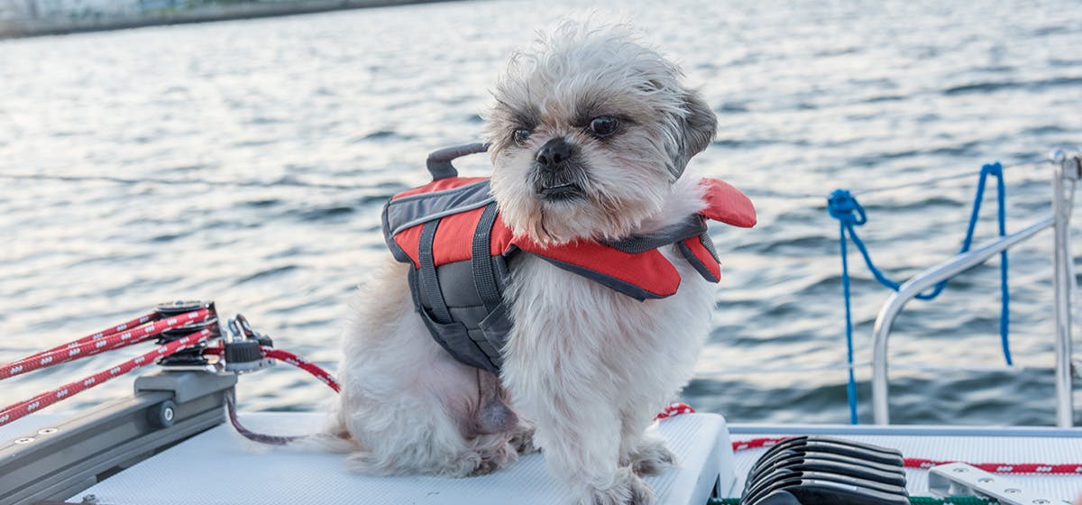 can-dogs-live-on-boats