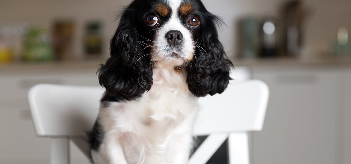 are artichokes safe for dogs