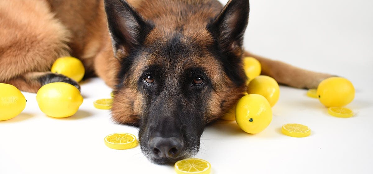 can-dogs-lick-lemons