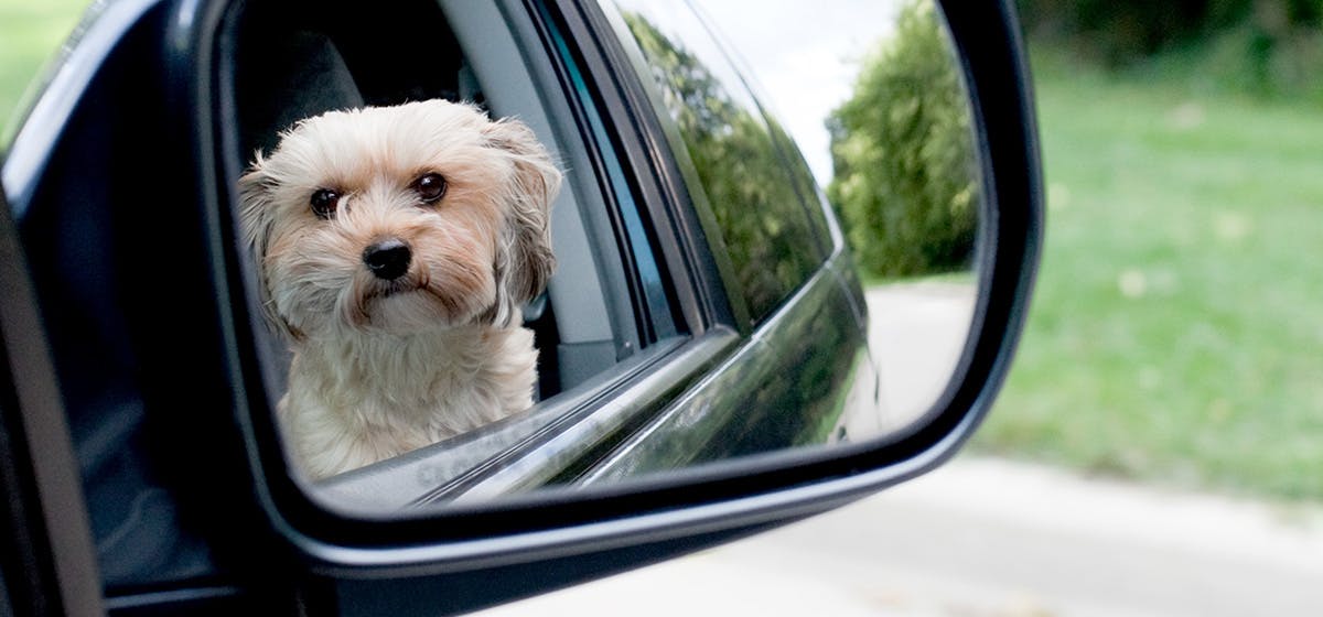 can a dog recognise itself in a mirror