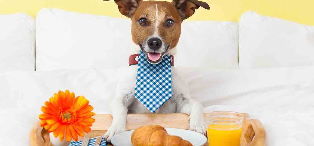 can dogs have orange juice