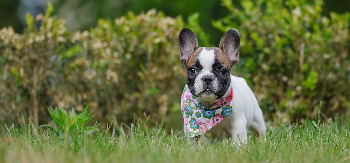 Almond milk for clearance dogs