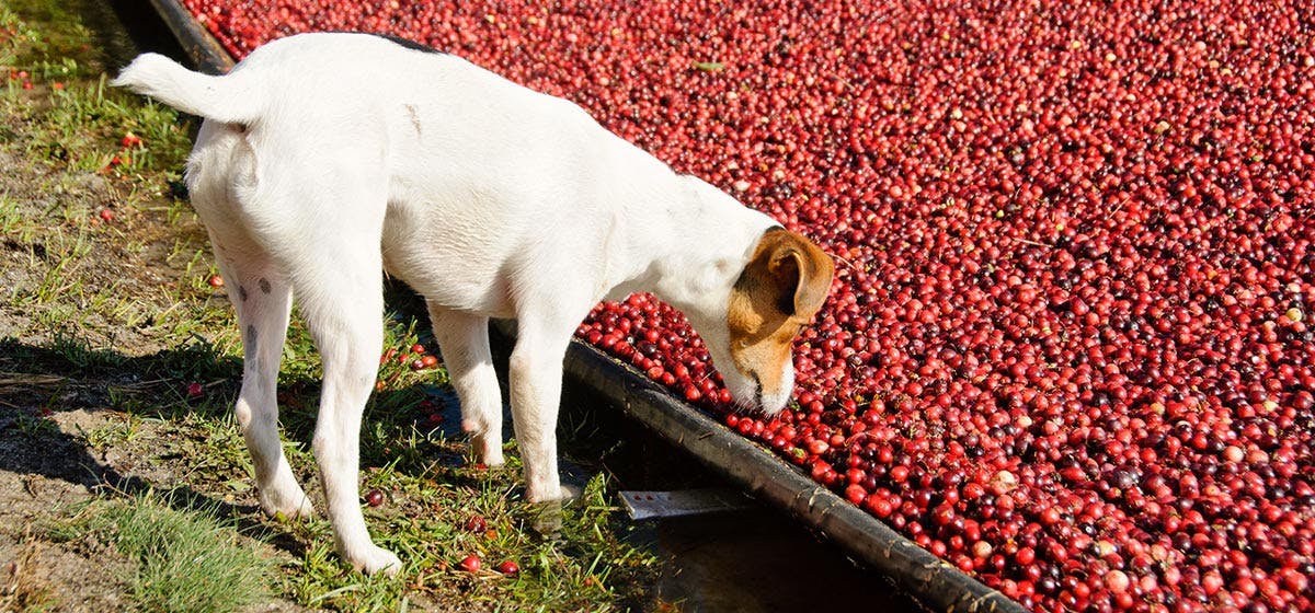 how much cranberry juice can i give my puppy