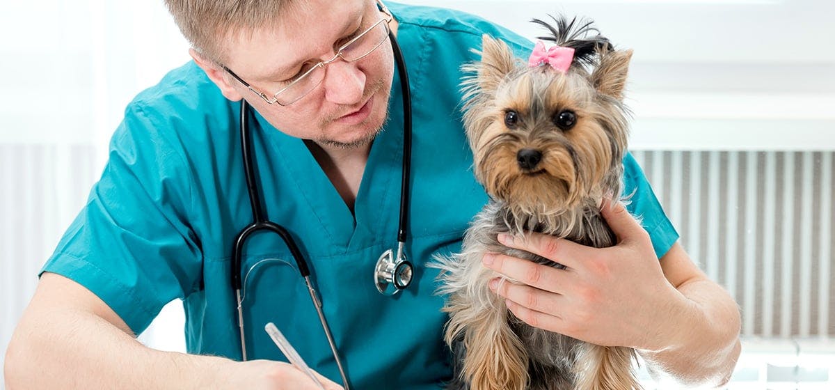 how-long-can-a-dog-live-with-one-kidney