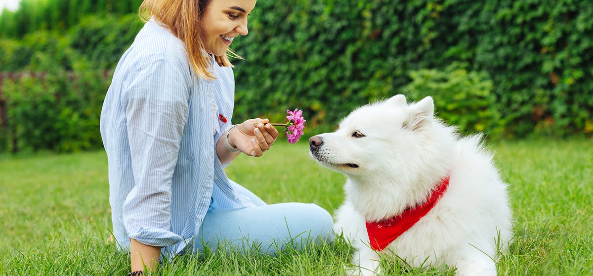 can-dogs-smell-hormones