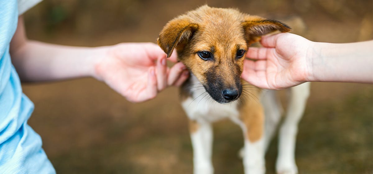 can-dogs-feel-appreciation