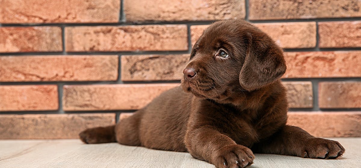 can-dogs-hear-through-walls