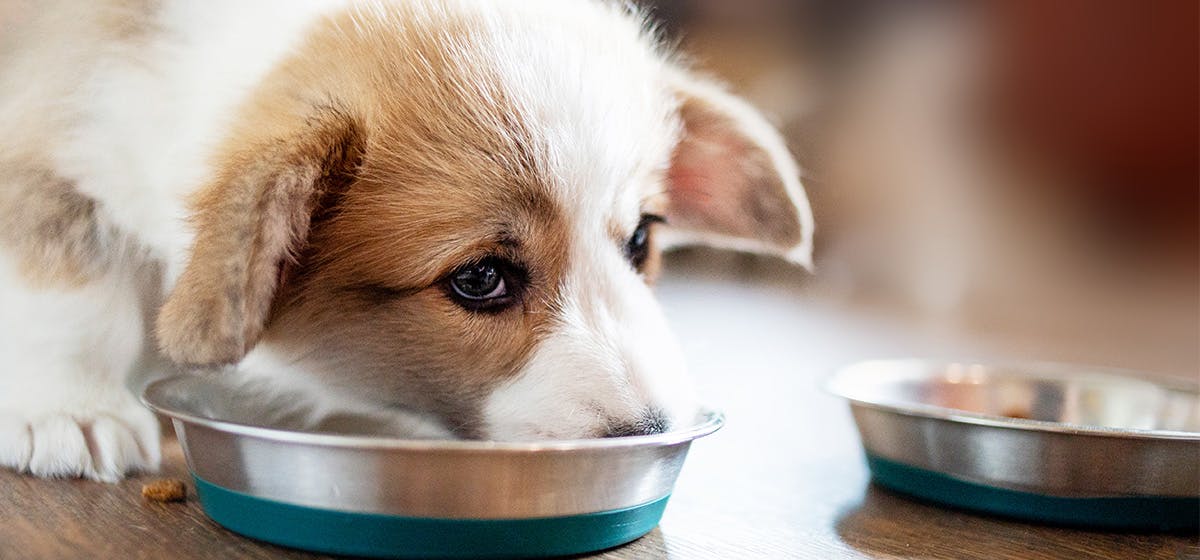 can-dogs-taste-crumbly-food