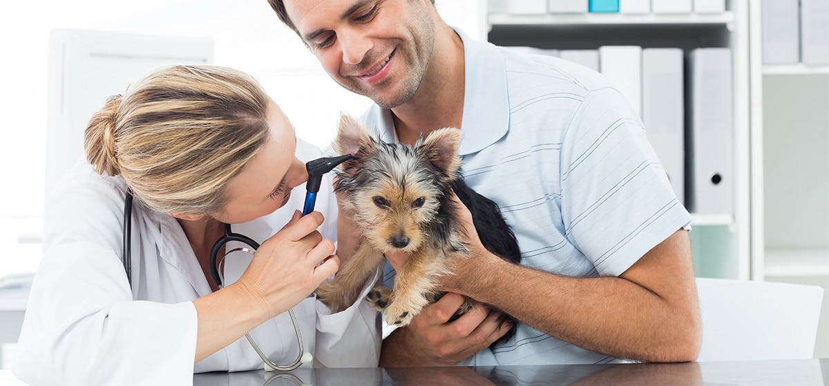 can dogs still hear after having an ear ablation